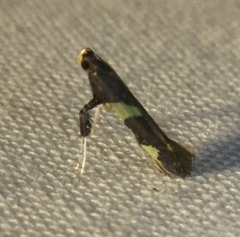 Caloptilia umbratella