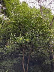 Machilus leptophylla