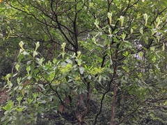 Machilus leptophylla