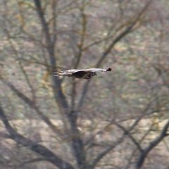 Buteo buteo