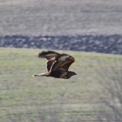 Buteo buteo
