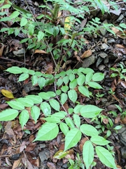 Aralia chinensis