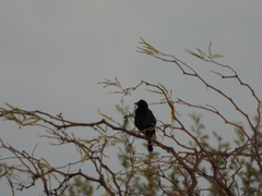 Molothrus rufoaxillaris
