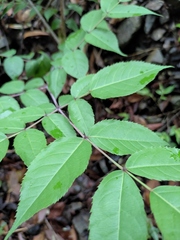Aralia chinensis