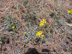 Packera bellidifolia