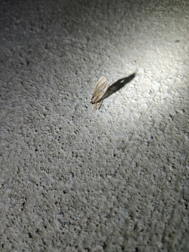 iNaturalist observation photo of Ants