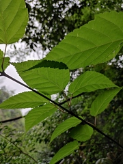 Acer davidii