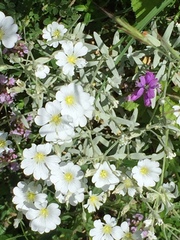 Cerastium tomentosum