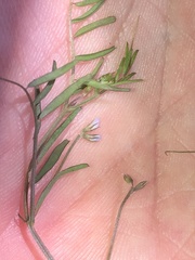 Vicia hirsuta