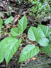 Acer davidii