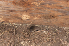 Microtus ochrogaster