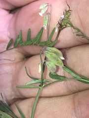 Vicia hirsuta