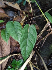 Ficus sarmentosa henryi
