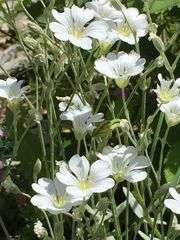 Cerastium tomentosum