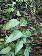 Veronicastrum stenostachyum