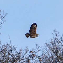 Buteo buteo