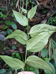 Veronicastrum axillare