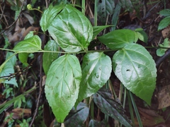 Veronicastrum axillare