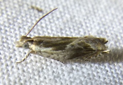 Ancylis brauni