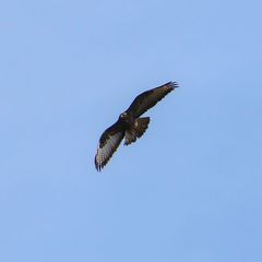 Buteo buteo