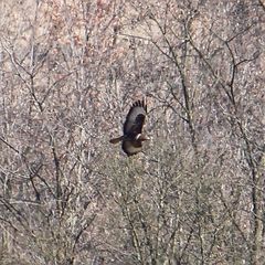Buteo buteo