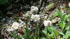 Antennaria plantaginifolia