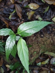 Veronicastrum stenostachyum