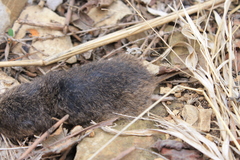Microtus ochrogaster