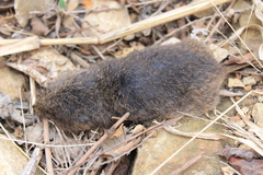 Microtus ochrogaster