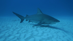 Bull Shark photo 2