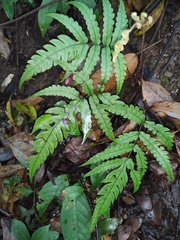 Woodwardia japonica
