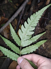 Woodwardia japonica