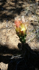 Opuntia × debreczyi