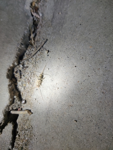 iNaturalist observation photo of Firebrat
