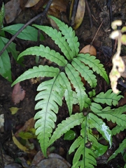Woodwardia japonica