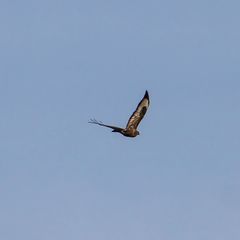 Buteo buteo