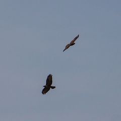 Buteo buteo