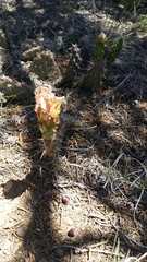 Opuntia × debreczyi