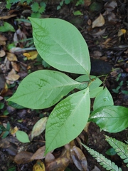 Lindera reflexa