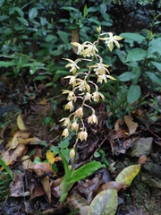 Calanthe graciliflora