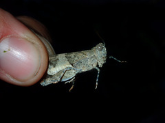 Trimerotropis pseudofasciata
