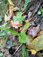 Calanthe graciliflora