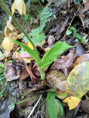 Calanthe graciliflora