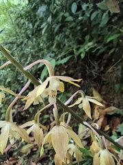 Calanthe graciliflora