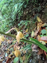 Calanthe graciliflora