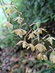 Calanthe graciliflora