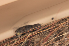 Microtus ochrogaster