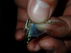 Trimerotropis pseudofasciata