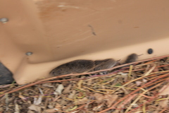 Microtus ochrogaster