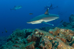 Carcharhinus albimarginatus